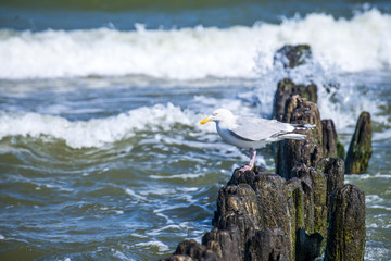Silbermöwe auf Buhne am Ostseestrand