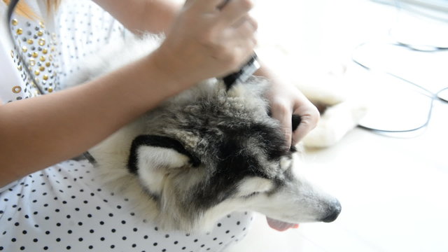 Asian groomer grooming Siberian husky dog
