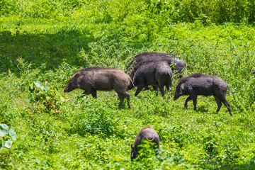 Group of Wild boar(Sus scrofa) in nature