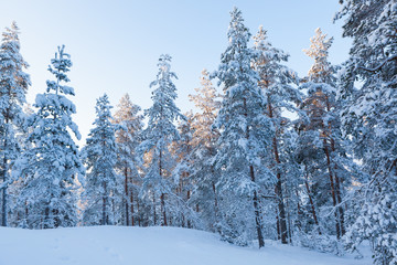 Winter forest and snow in finland