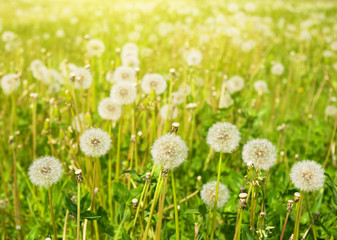 dandelions on summer meadow