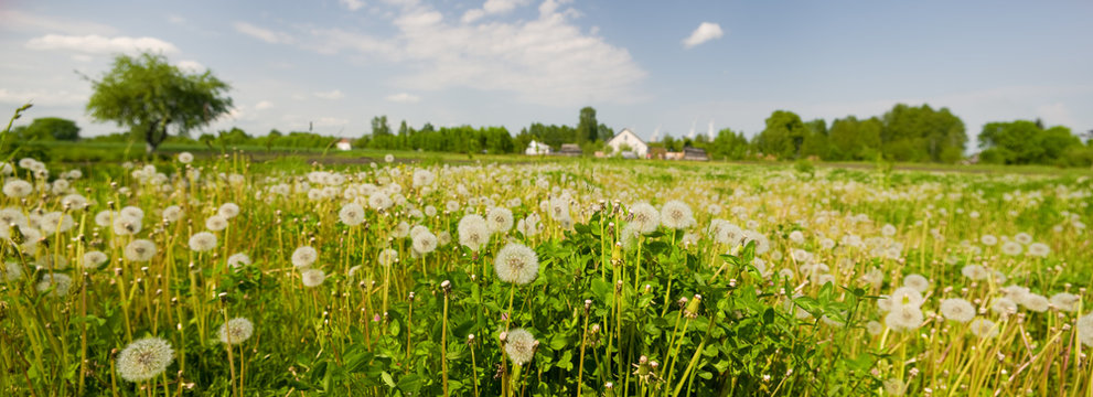 Fototapeta grass and dandelions