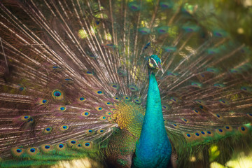 Obraz premium Portrait of beautiful peacock with feathers out