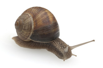 Weinbergschnecke, Helix, pomatia, Schnecke,