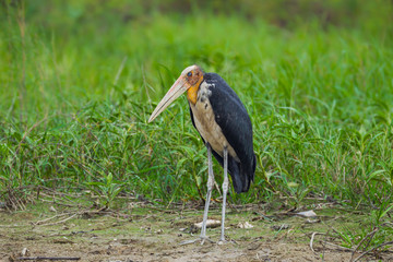 Lesser adjutant stork (Leptoptilos javanicus) 