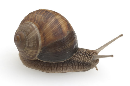 Weinbergschnecke, Helix, pomatia, Schnecke,