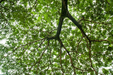 Naklejka premium under the big branch of tree