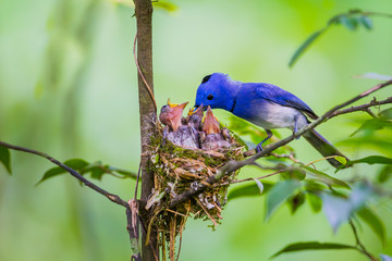 Male Black-naped monarch (Hypothymis azurea) 