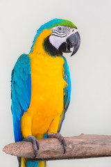 Colorful parrot isolated in white background