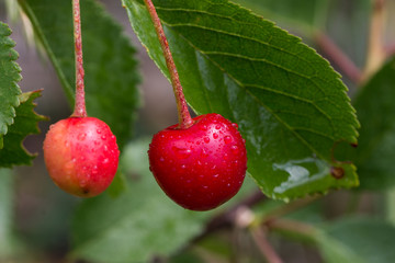 Cherry / Cherry tree in the sunny garden