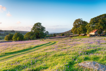 Summer Evening on dartmoor © Helen Hotson
