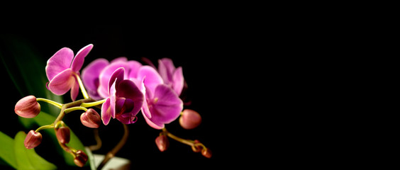 Pink orchid