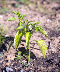 Pepper bush blossom on garden bed on summer day closeup