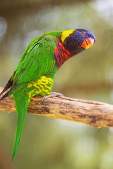 Beautiful Chattering Lory Lorius on a branch