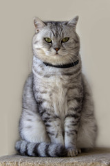 Cat /Portrait of a domestic cat closeup