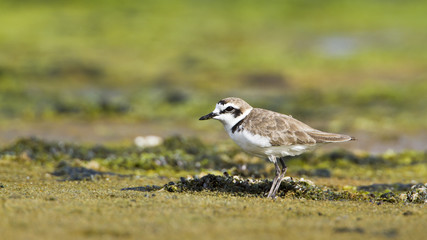 Kentish plover.bird in Pottuvil, Sri Lanka