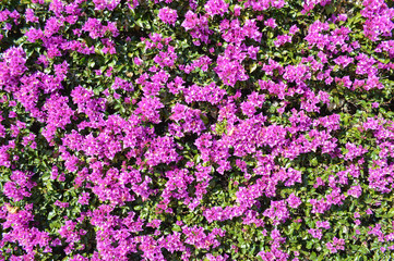 Fototapeta premium Beautiful purple flowers in Barcelona, Spain