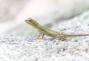 Fototapeta premium garden fence lizard / oriental garden lizard close ups 