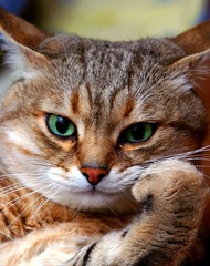 cat-philosopher