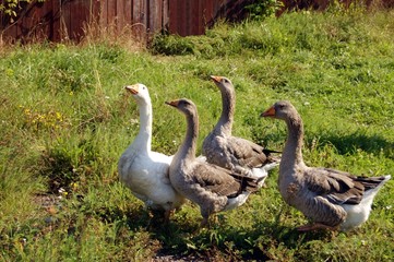 a flock of geese