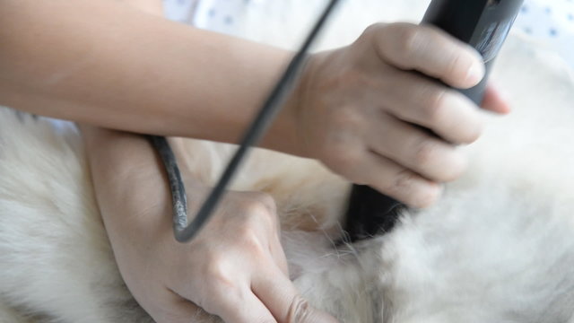 Asian groomer grooming Siberian husky dog