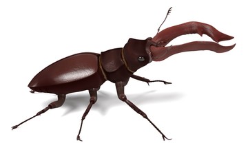 3d render of lucanus cervus