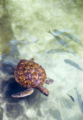 Zanzibar, the turtle lagoon in the northern coast