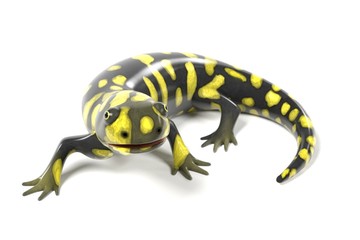 Fototapeta premium 3d render of tiger salamander