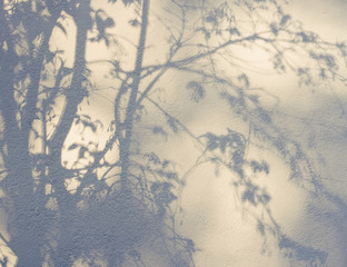 Tree leaves shadow on wall background, Nature Abstract