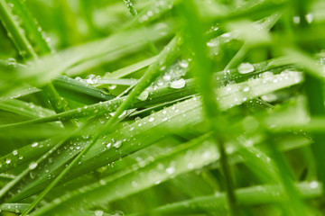 Green grass