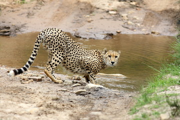 A cheetah stops for a quick drink of water while hunting in Africa.
