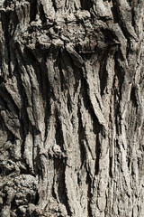 Bark tree