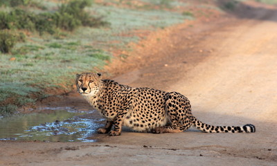 Fototapeta premium A cheetah stops for a quick drink of water while hunting in Africa.