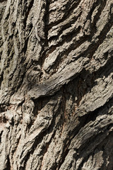 Bark tree