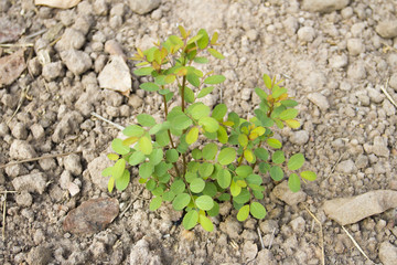 Green sprout growing from seed