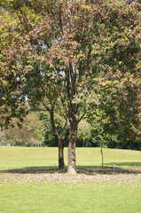 Obraz premium Golf in Spring in India