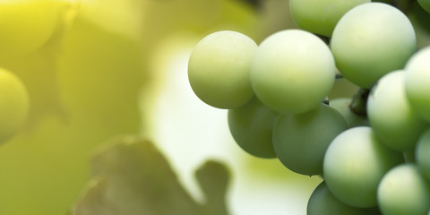 Green grapes macro photo, nice blurred background effect.