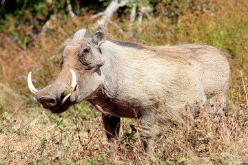 A portrait of a big male warthog with large tusks in Addo elephant national park,eastern cape,south africa