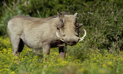 A portrait of a big male warthog with large tusks in Addo elephant national park,eastern cape,south africa