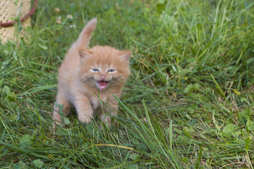 Naklejka na ściany i meble Meow. Red small kitten in grass.