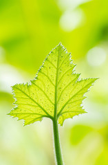 Pumpkin leaf with blur background.