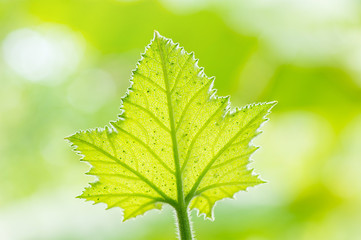 Pumpkin leaf with blur background.
