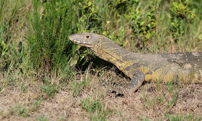 Obraz premium A monitor lizzard / leguaan in this image from Africa