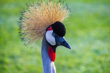 kronenkranich - crowned crane in burundi