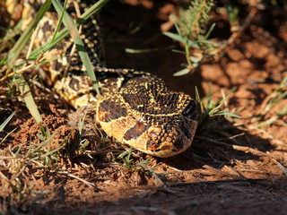 A big Puff Adder snake photographed in South Africa. Golden sun on its colorful body
