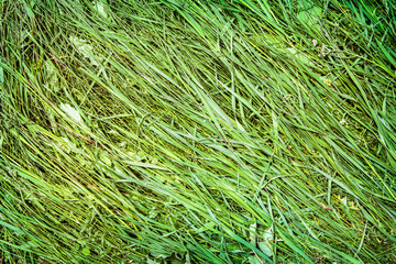 erba schiacciata