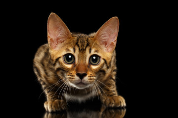 Obraz premium Closeup Crouching Bengal Kitty Isolated on Black