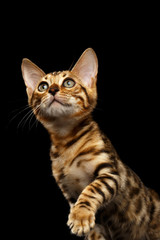 Bengal Kitty Sits and Raising Up Paw on Black