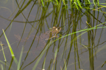 Frog floating on water