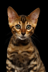 Closeup Bengal Kitty Looking in Camera on Black 